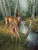 Deer Hunting Theme 240-34a-4 Artwork Micro Fiber Cleaning Cloth