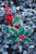 Holiday Christmas Theme Cleaning Cloth, Evergreen Holly