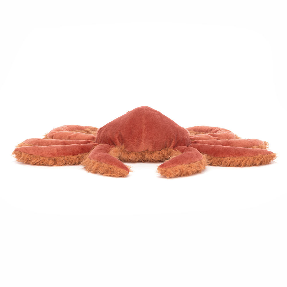 Spindleshanks Crab, View 3