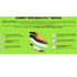 Currex Pickleball Pro Low Profile Medium Insoles