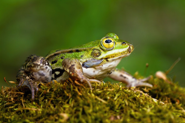 Louisiana Expands Firearm Rights for Nighttime Frog Hunters