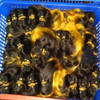 Hot Selling Ombre Brazilian human hair Extension 24pcs/lot Bundles