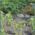 Garden Craft 36 in. H X 50 ft. L Steel Welded Wire Fence 2x3 in.