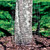 Garden Craft 40 in. H X 50 ft. L Galvanized Steel Welded Wire Fence