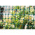 Tenax 4 ft. H X 50 ft. L Polypropylene Garden Fence Green