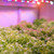 Feit LED Square Connector LED Grow Light Red 60 Watt Equivalence 1 pk