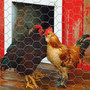 Garden Craft 24 in. H X 25 ft. L Galvanized Steel Poultry Netting 1 in.
