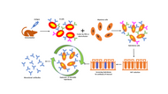 Hybridoma Rescue: How to Save Your Valuable Antibody-Producing Cell Lines