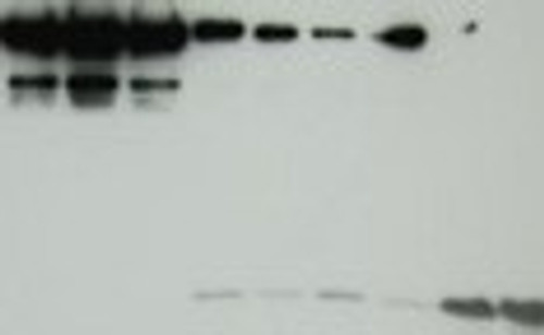 Streptavidin-agarose beads