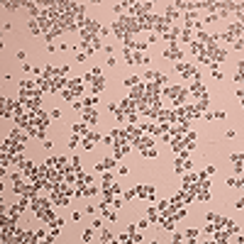 GK1.5 Cell Line (Hybridoma) GK1.5 Cell Line (Hybridoma)