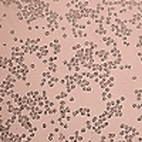 BB5.1 Cell Line RNA (Hybridoma) BB5.1 Cell Line RNA (Hybridoma)