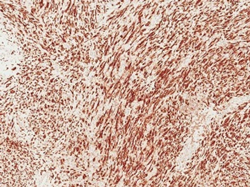 Hamster Liver Tissue Snap Frozen