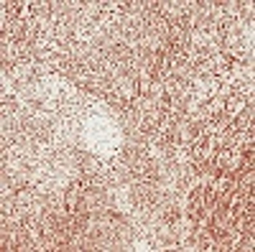 Mouse Lymphocyte Tissue Lysate