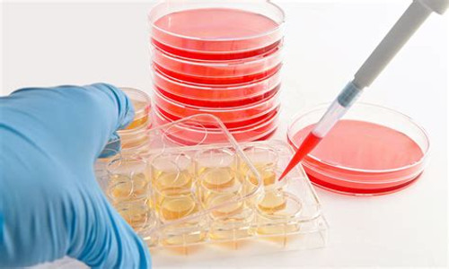 SF-295 Cells