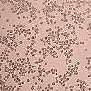 CHO-SARS-CoV2-S1 Cell Line (expressing nCoV2 Spike)