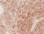 Mouse Liver Tissue Total RNA