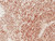 Guinea Pig Heart Tissue Total RNA
