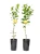 250mm Citrus Round Pots – Black