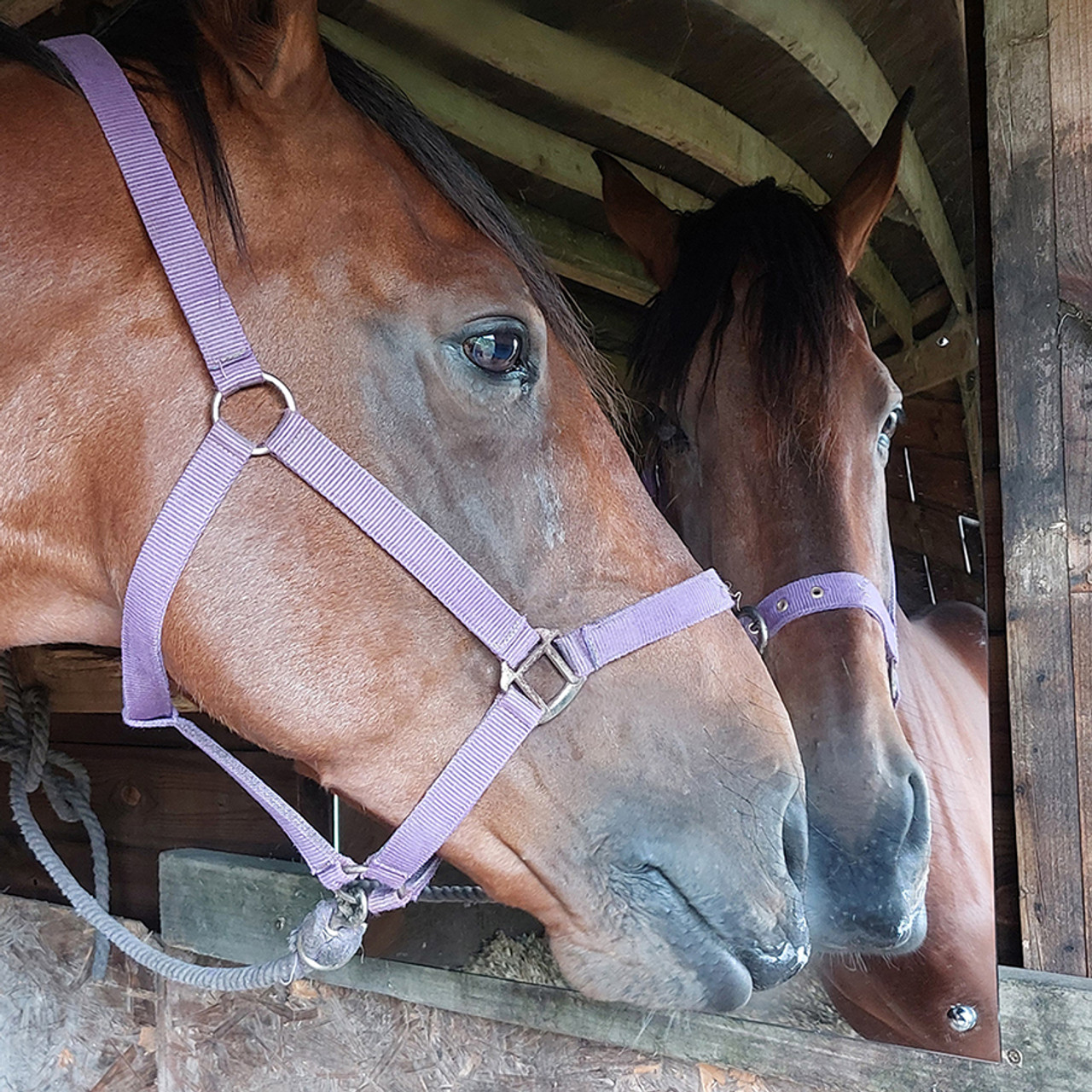 Horse Mirrors