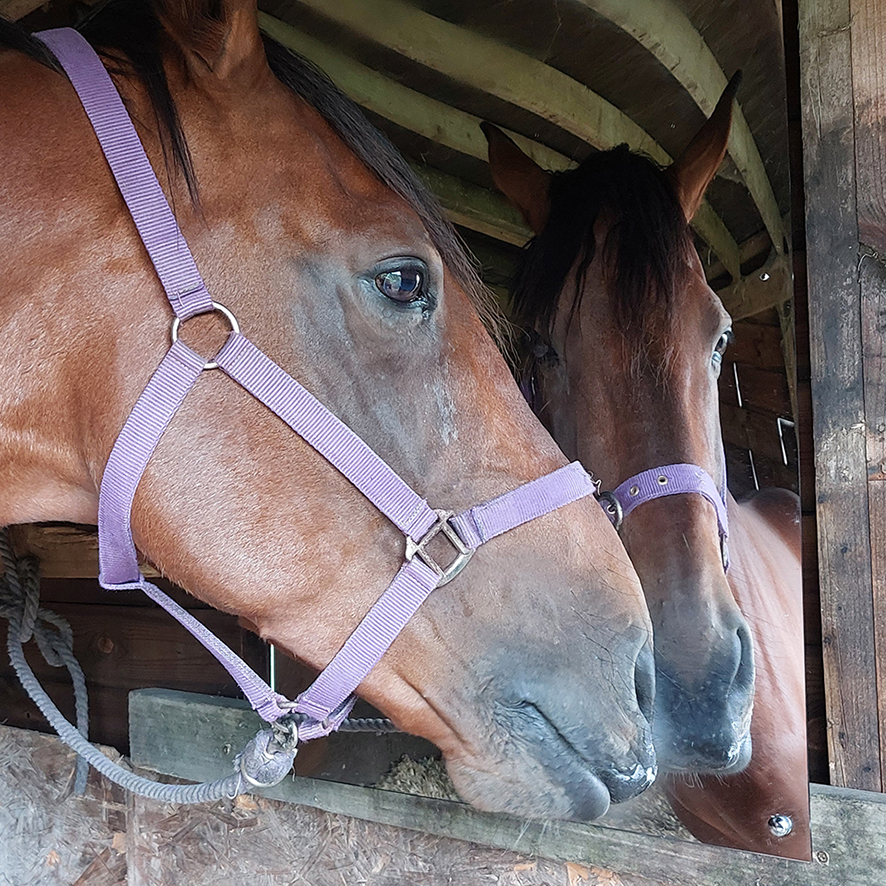 Horse Mirrors