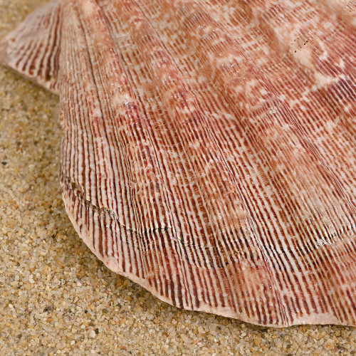XL Lions Paw Single 5-6-Bulk- Seashell Supplies - Scallop Shells for –  Florida Shells And More