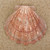 South Beach Crafts Lion Paw Shell Large 5"-6" L