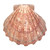 South Beach Crafts Lion Paw Shell Large 5"-6" L