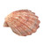 South Beach Crafts Lion Paw Shell Large 5"-6" L