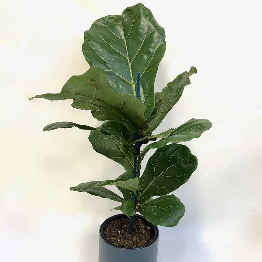 Florist Dunedin, Online Flower Shop, Flower Delivery NZ