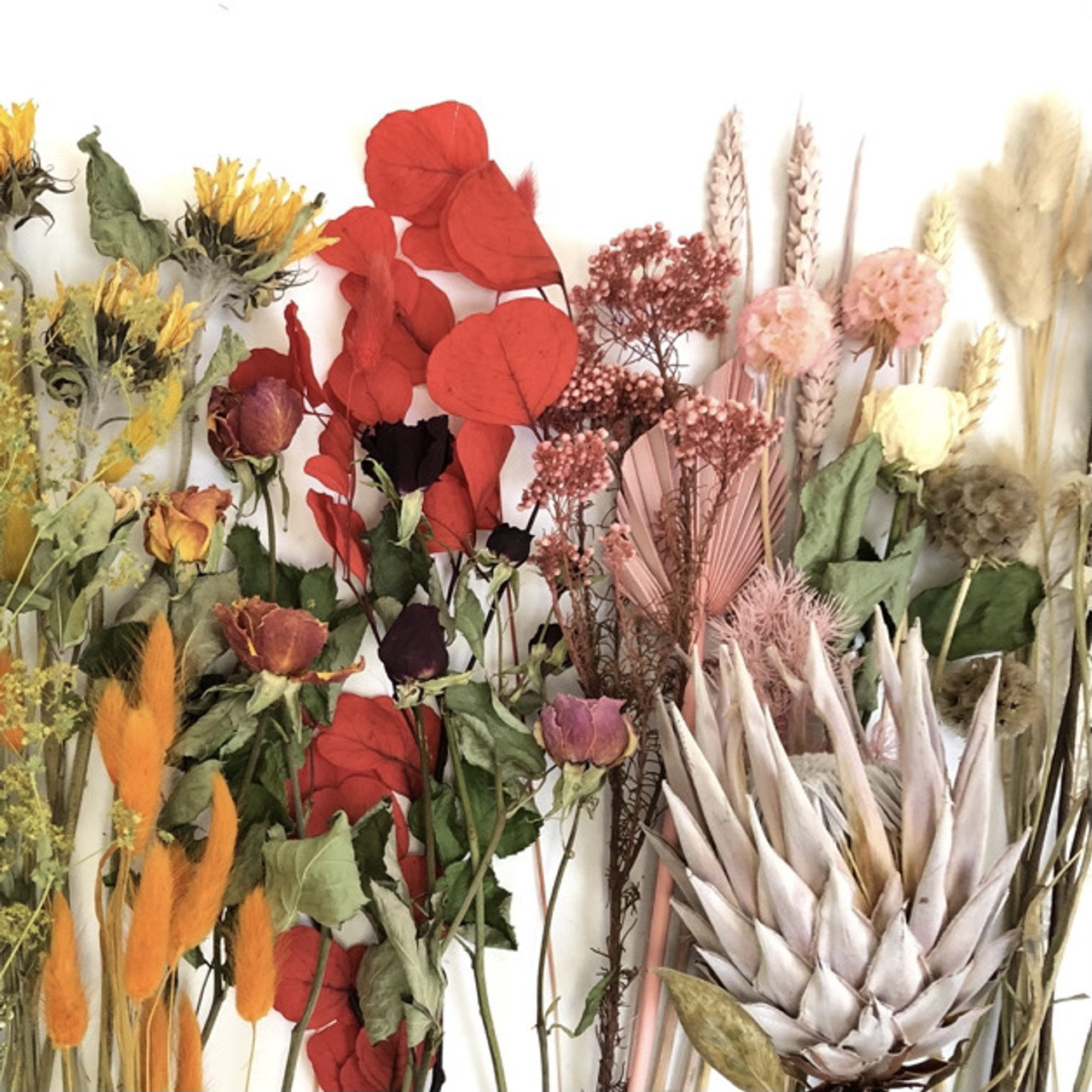 Flowers Dunedin Amaryllis for Flowers