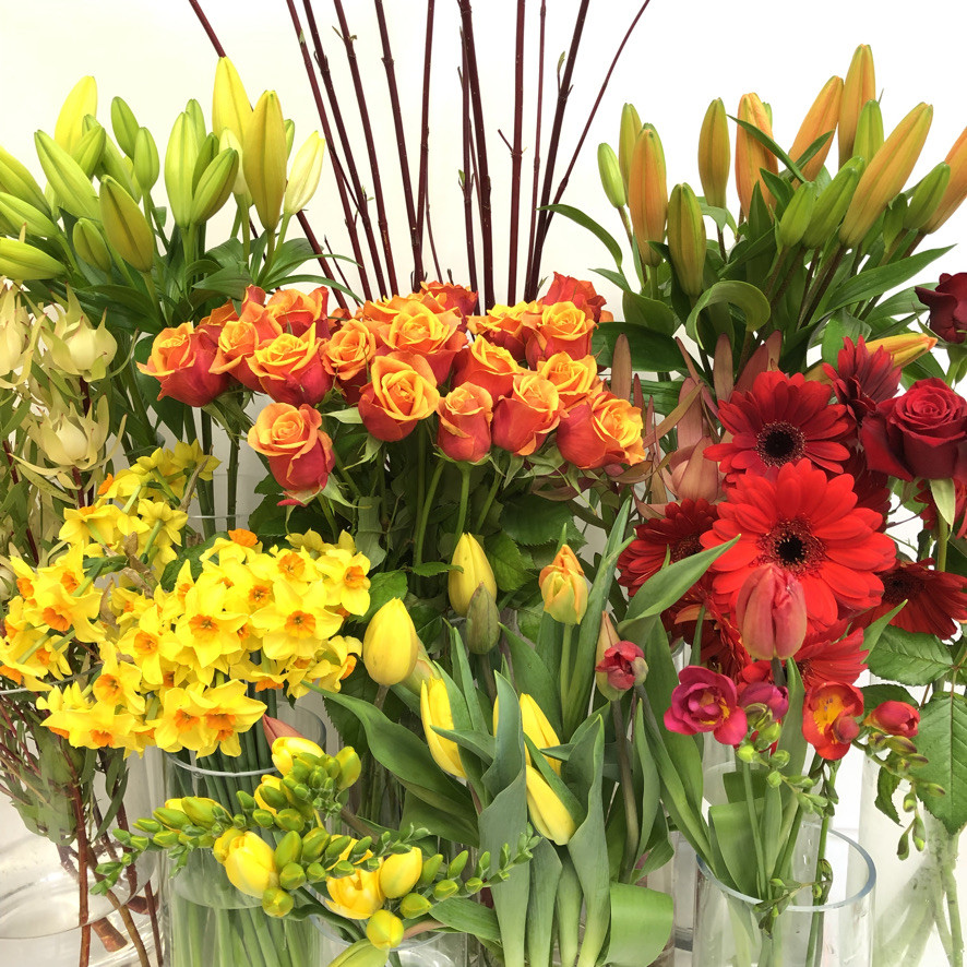 Flowers Dunedin Amaryllis for Flowers