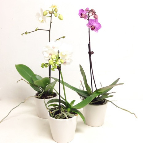 Florist Dunedin, Online Flower Shop, Flower Delivery NZ