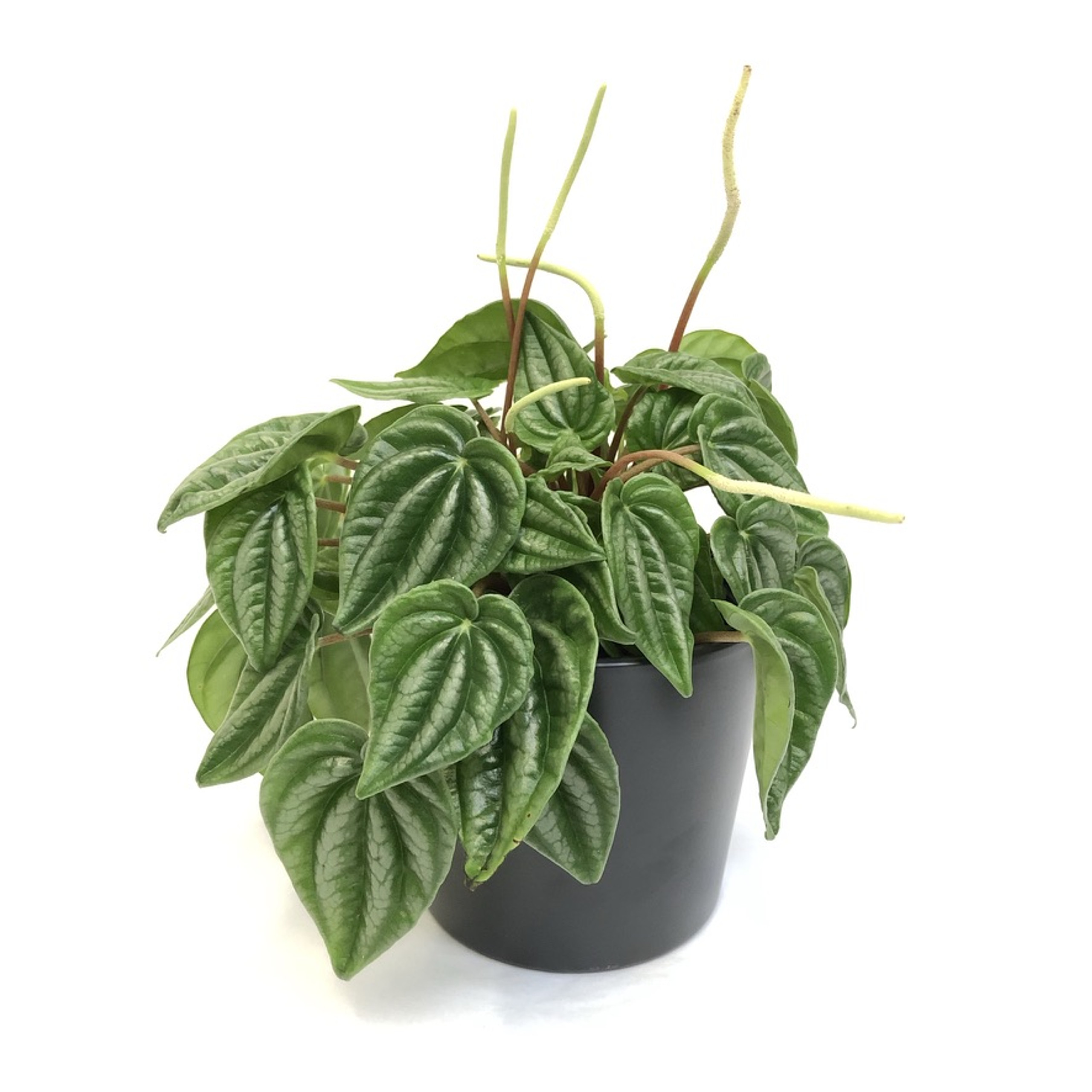 Florist Dunedin, Online Flower Shop, Flower Delivery NZ