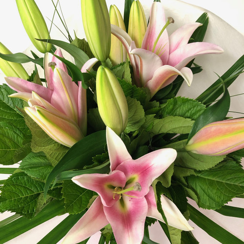 Pink Oriental Lilies