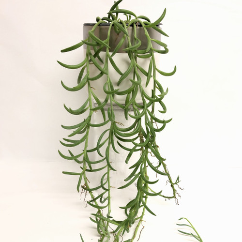 String of Fish Hooks