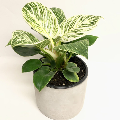 Philodendron Birkin
