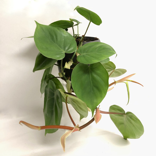 Heartleaf Philodendron (medium size)