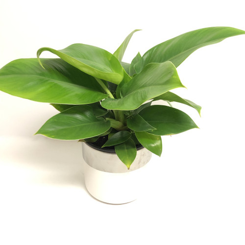 Florist Dunedin, Online Flower Shop, Flower Delivery NZ