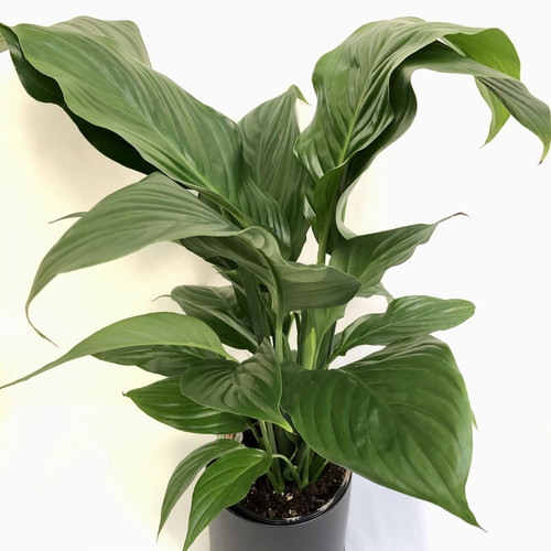 Peace Lily Silvana Peace Lily Silvana