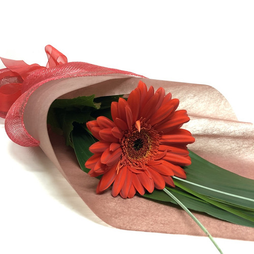 Single gift wrapped gerbera