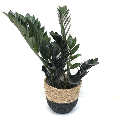 Black Knight Zamioculcas "ZZ Plant"
