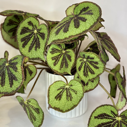 Begonia Masoniana "Mountain" Large
