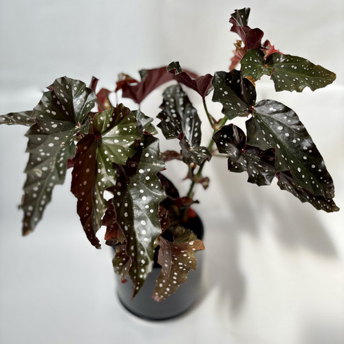 Begonia Albopicta Black Forest