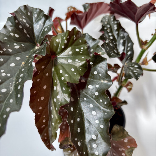Begonia Albopicta Black Forest