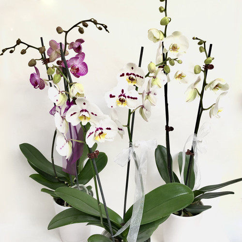 Phalaenopsis orchid plant