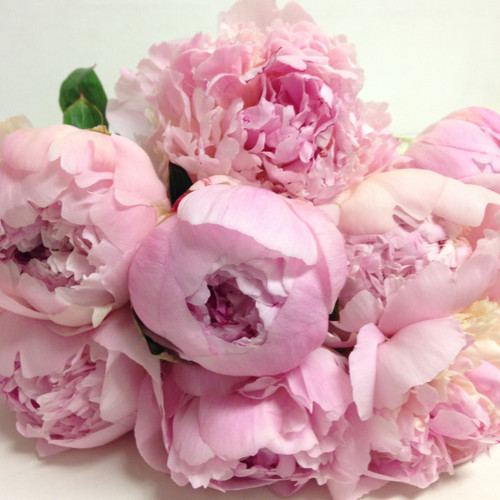 Peony Roses