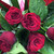 Premium Red Roses