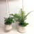 Plant in Hanging Pot