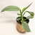 Philodendron Grey Silver Sword