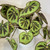 Begonia Masoniana "Mountain" Large